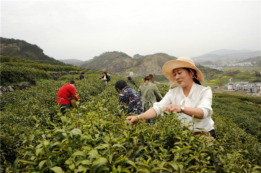 竹山縣寶豐鎮(zhèn)茶農(nóng)采茶。向繼華攝