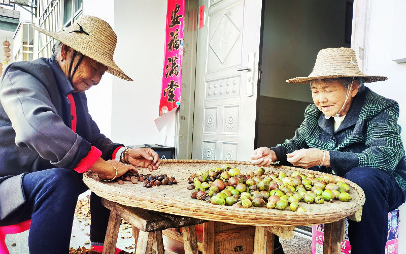 兩位是年逾八旬的老奶奶剝油茶籽。