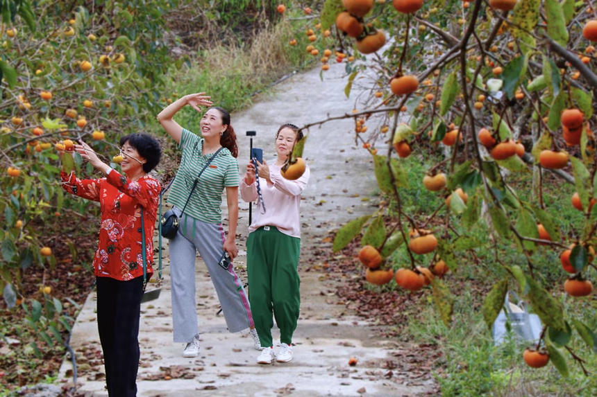 在湖北省恩施州建始縣長梁鎮(zhèn)，家家戶戶種植的甜柿又一次迎來了豐收。