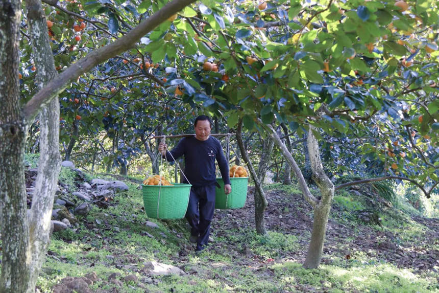 在湖北省恩施州建始縣長梁鎮(zhèn)，家家戶戶種植的甜柿又一次迎來了豐收。