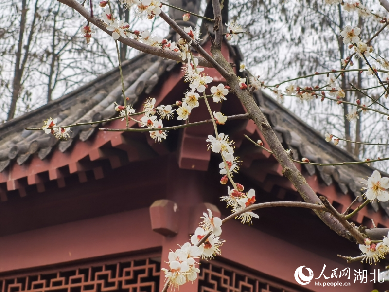 2月1日，武漢市東湖梅園內(nèi)梅花綻放。人民網(wǎng) 肖璐欣攝