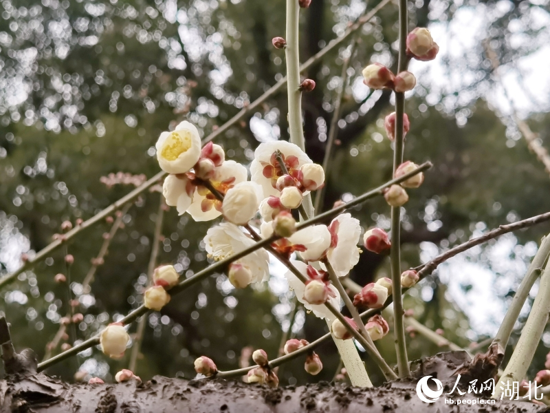 2月1日，武漢市東湖梅園內(nèi)梅花綻放。人民網(wǎng) 肖璐欣攝