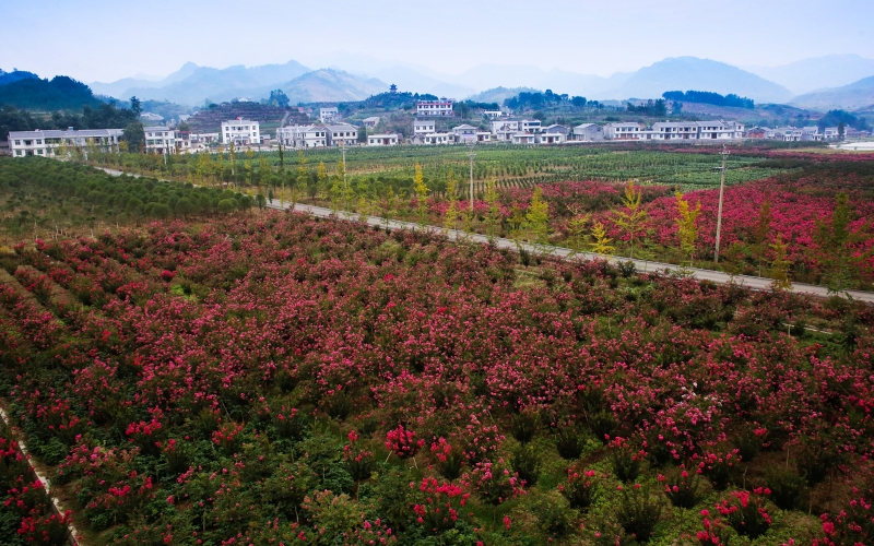 國家煙草專賣局幫扶竹溪縣蔣家堰蓮花片區(qū)新農(nóng)村建設(shè)。十堰市煙草專賣局供圖