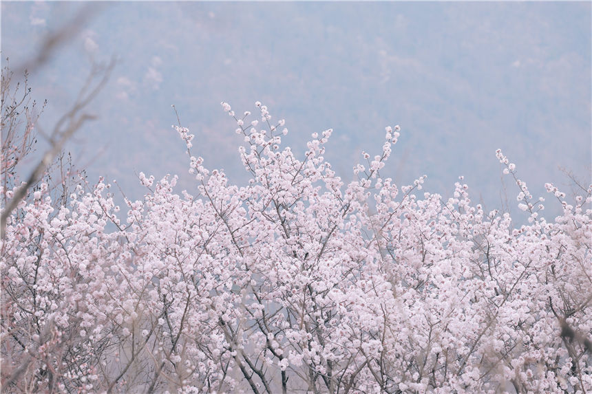 湖北紅安天臺(tái)山萬(wàn)畝野櫻花盛開(kāi)【2】