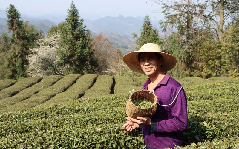 茶農(nóng)采摘的鮮葉。李永攝