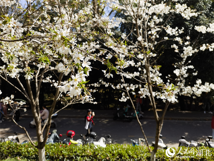 武漢大學櫻花盛放 花開浪漫滿校園