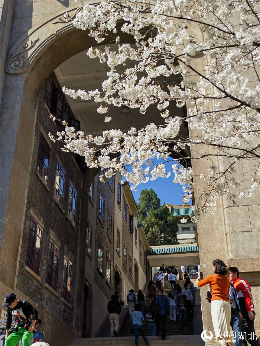 武漢大學(xué)櫻花盛放 花開(kāi)浪漫滿校園