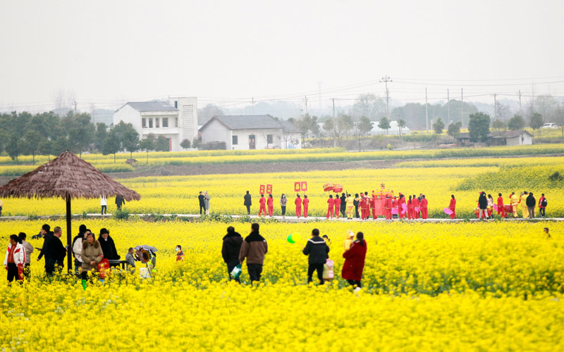 市民游客打卡油菜花田。鄭波攝