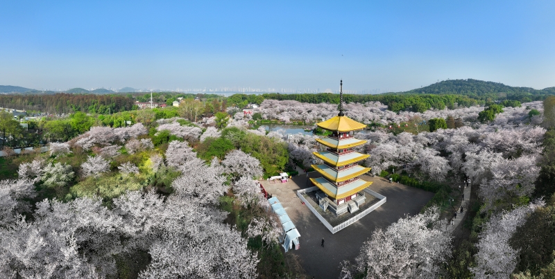 武漢東湖櫻園。鄒政攝