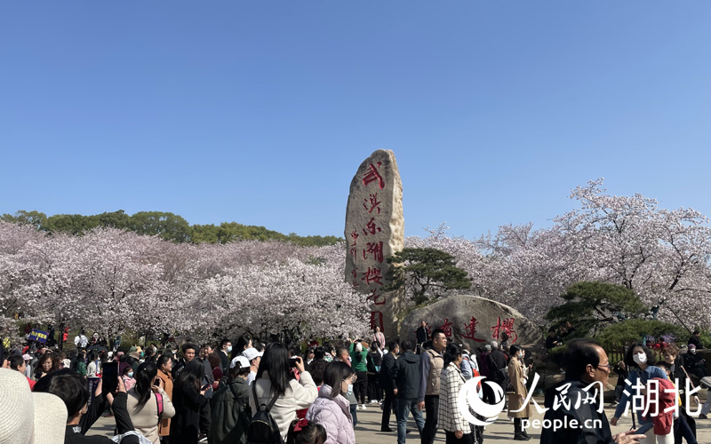 東湖櫻園的游客如潮般涌向粉白色的櫻花花海之中，樂享春光。人民網(wǎng) 張雋攝