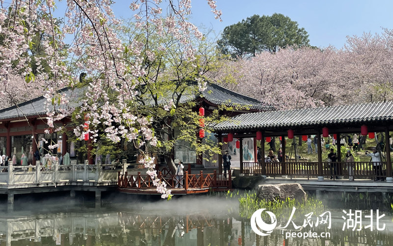 東湖櫻園的游客如潮般涌向粉白色的櫻花花海之中，樂享春光。人民網(wǎng) 張雋攝