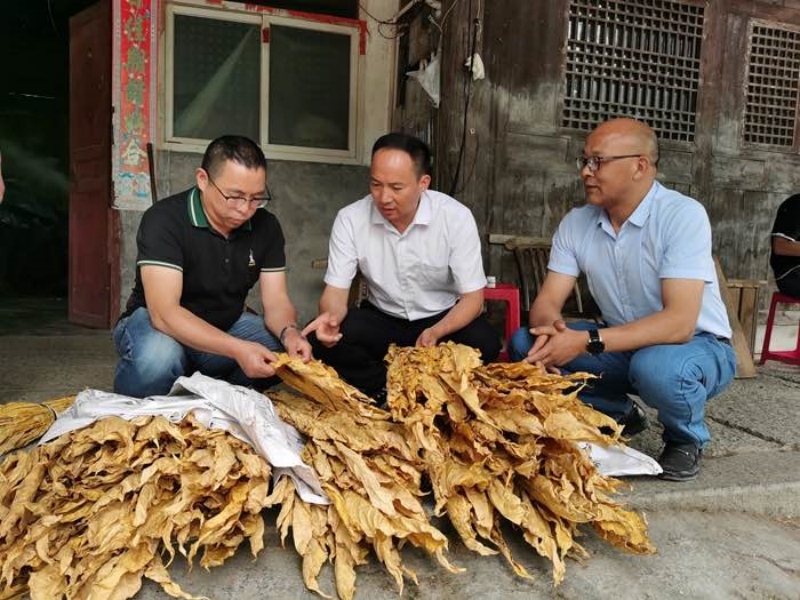 王洪煒（左一）在煙區(qū)查看煙葉烘烤質量。恩施州煙草專賣局供圖