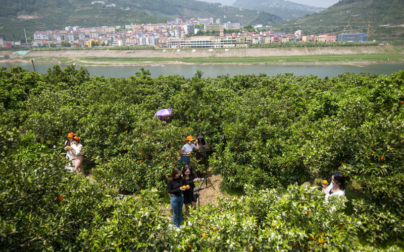 助農(nóng)嘉賓在橙園直播。胡興軍攝