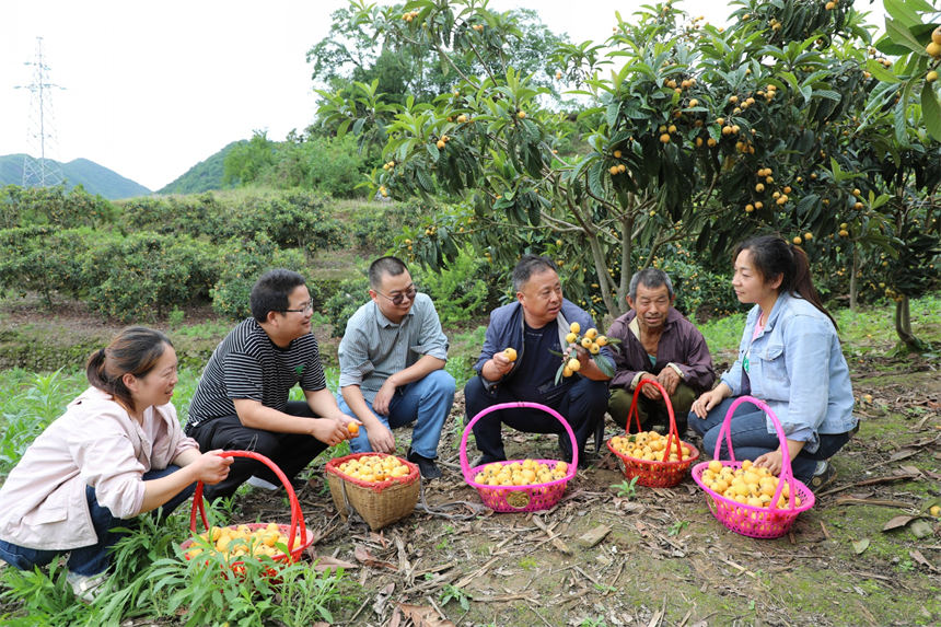 湖北竹山：枇杷成熟季 干群采摘忙