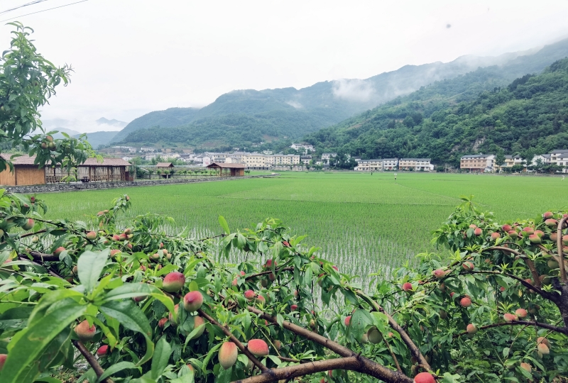 湖北省十堰市鄖西縣關(guān)防鄉(xiāng)農(nóng)耕文旅·田園沙溝“醉”游人。 鄒景根攝