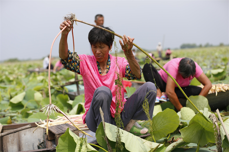 泗洪縣臨淮鎮(zhèn)農(nóng)戶在洪澤湖生態(tài)修復(fù)示范段采摘新鮮藕帶。趙軍干 攝