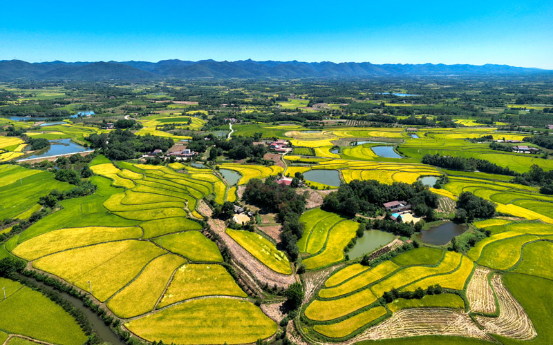 東橋鎮(zhèn)萬畝稻田