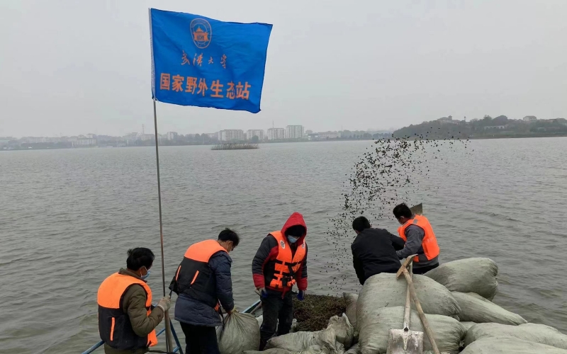 武漢大學(xué)梁子湖生態(tài)站于丹團(tuán)隊(duì)。鄂軒攝