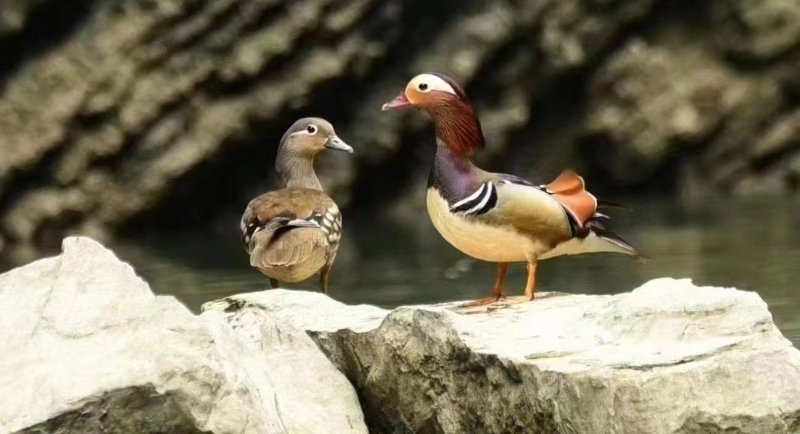 湖北返灣湖國家濕地公園