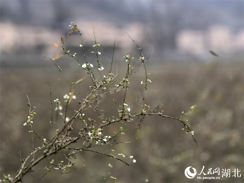 雪柳花開(kāi)。人民網(wǎng) 周雯攝