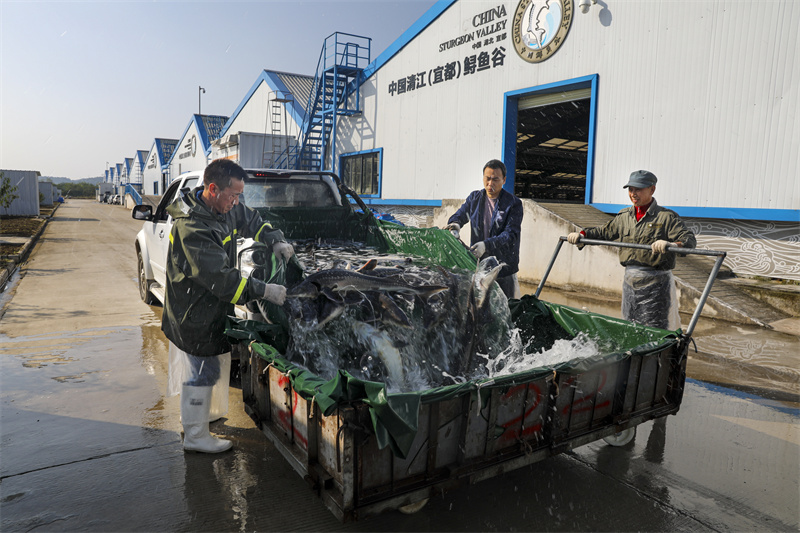 鱘魚谷養(yǎng)殖車間。望作信攝