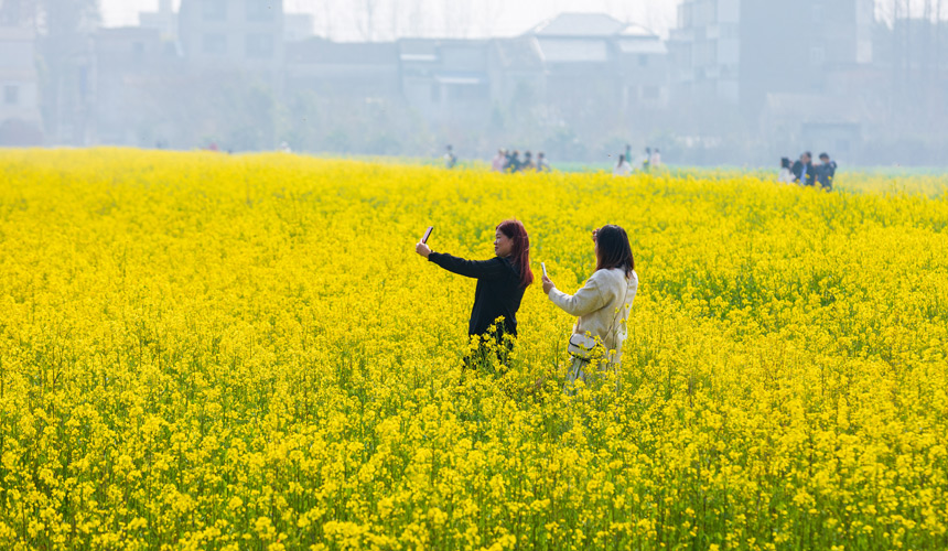 武漢蔡甸：知音故里油菜花節(jié)開(kāi)幕 萬(wàn)畝油菜花迎綻放【6】