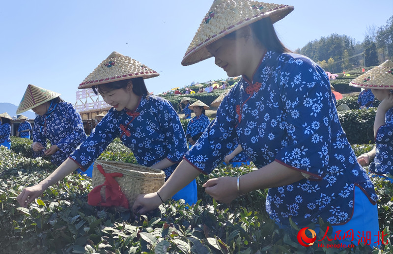 3月29日，湖北省十堰市竹山縣上庸鎮(zhèn)大泉山千畝生態(tài)茶園春茶開采。人民網(wǎng) 王郭驥攝