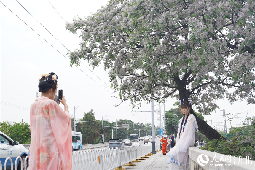 武漢黃鶴樓公園外，繁花盛開，吸引游客穿漢服打卡。人民網(wǎng)記者 王郭驥攝