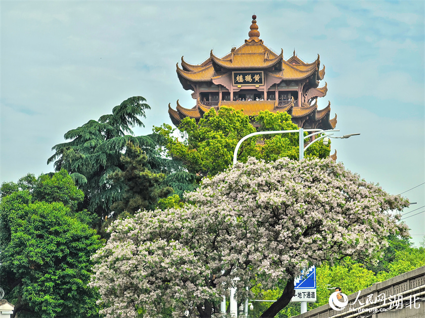 武漢黃鶴樓公園外，繁花盛開。人民網(wǎng)記者 周雯攝