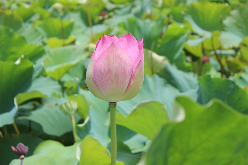 武漢市江夏區(qū)法泗街道，荷花綻放。