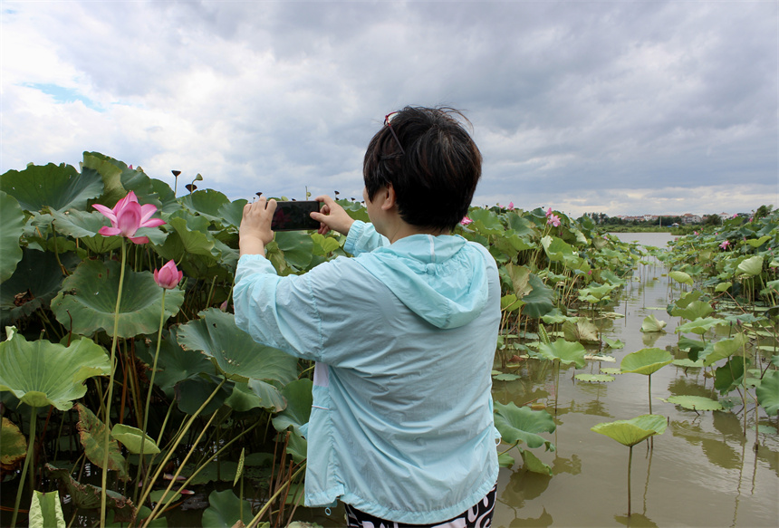 武漢市江夏區(qū)法泗街道鑫農(nóng)湖荷花濕地公園，游客正在拍照。