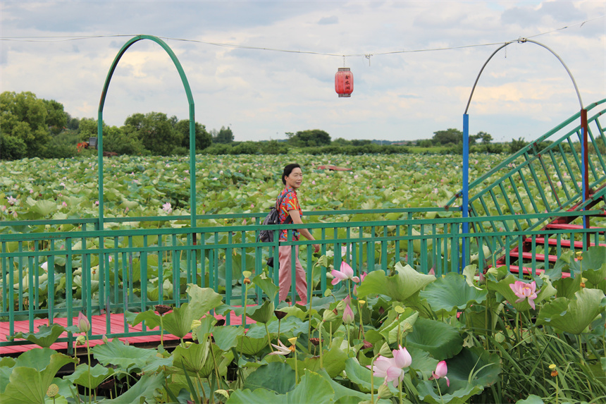 武漢市江夏區(qū)法泗街道鑫農(nóng)湖荷花濕地公園，游客正在賞荷。