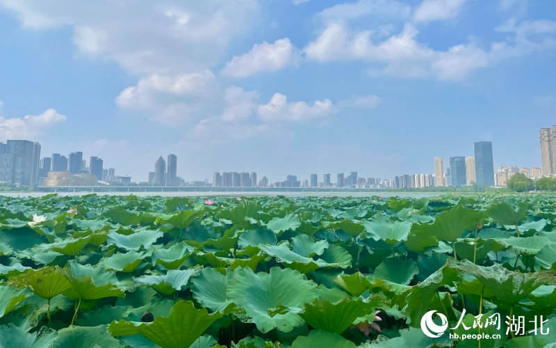 武漢沙湖，一派“接天蓮葉無窮碧”的美景。人民網(wǎng)記者 張沛攝