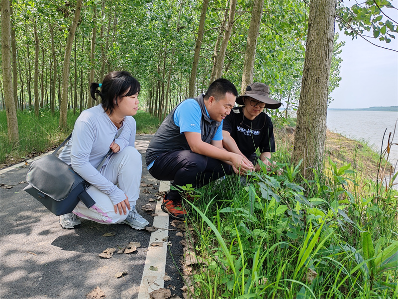 中國地質大學（武漢）教授陳昆侖和學生在石首長江故道邊進行生態(tài)考察。陳華文攝