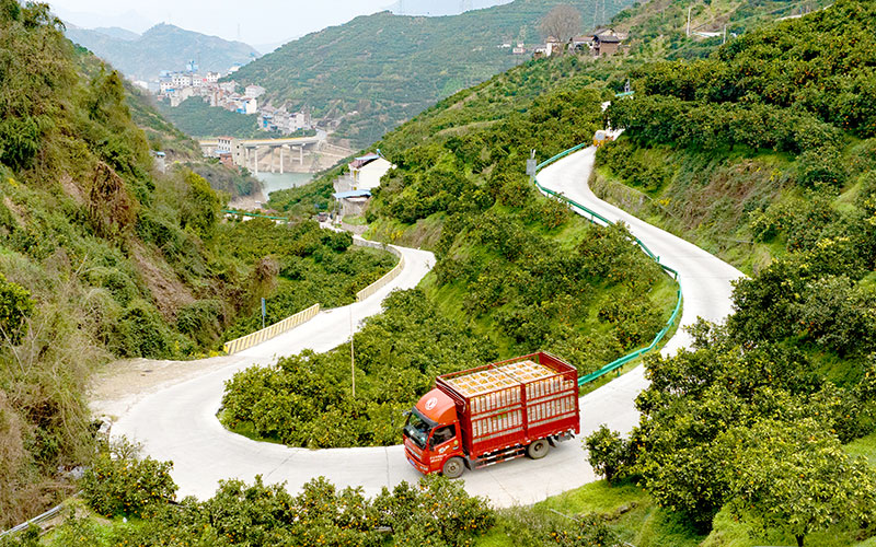 運(yùn)輸臍橙的貨車行駛在施工便道上。湖北交投供圖