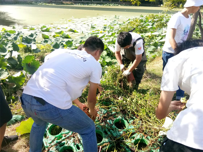 湖北大學沙湖環(huán)保志愿隊將美人蕉、空心菜、水芹等植物移植到浮體上栽培，降低水體富營養(yǎng)化程度。