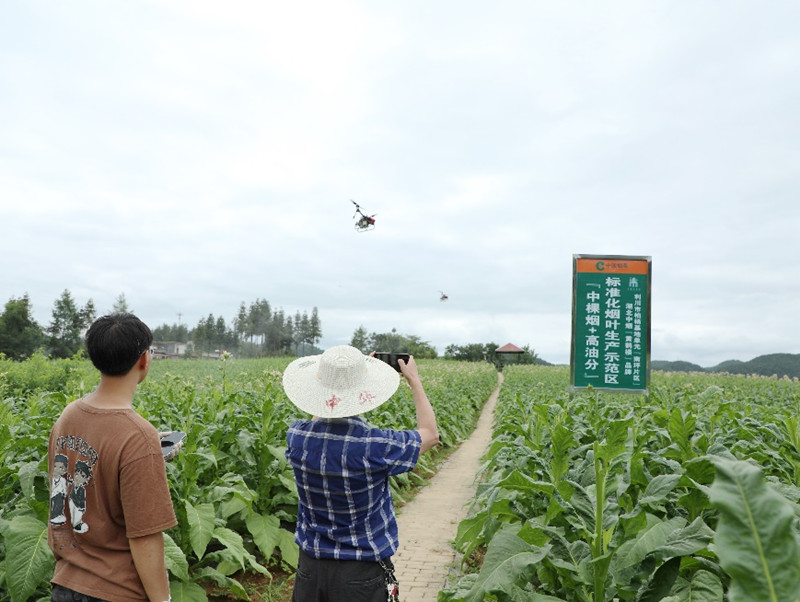 “中高油”煙葉生產(chǎn)基地。受訪者供圖