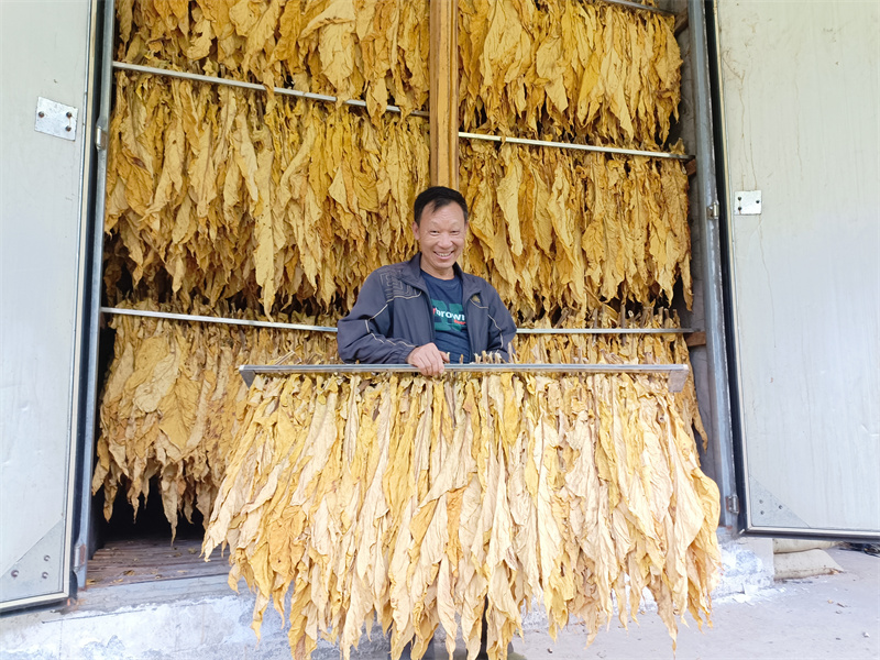 煙農(nóng)展示新鮮烘烤出爐的煙葉。竹溪縣煙草專賣局（營銷部）供圖